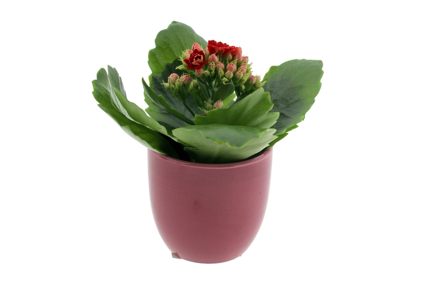 Изображение на Миникаланхое в керамика Ø6 см