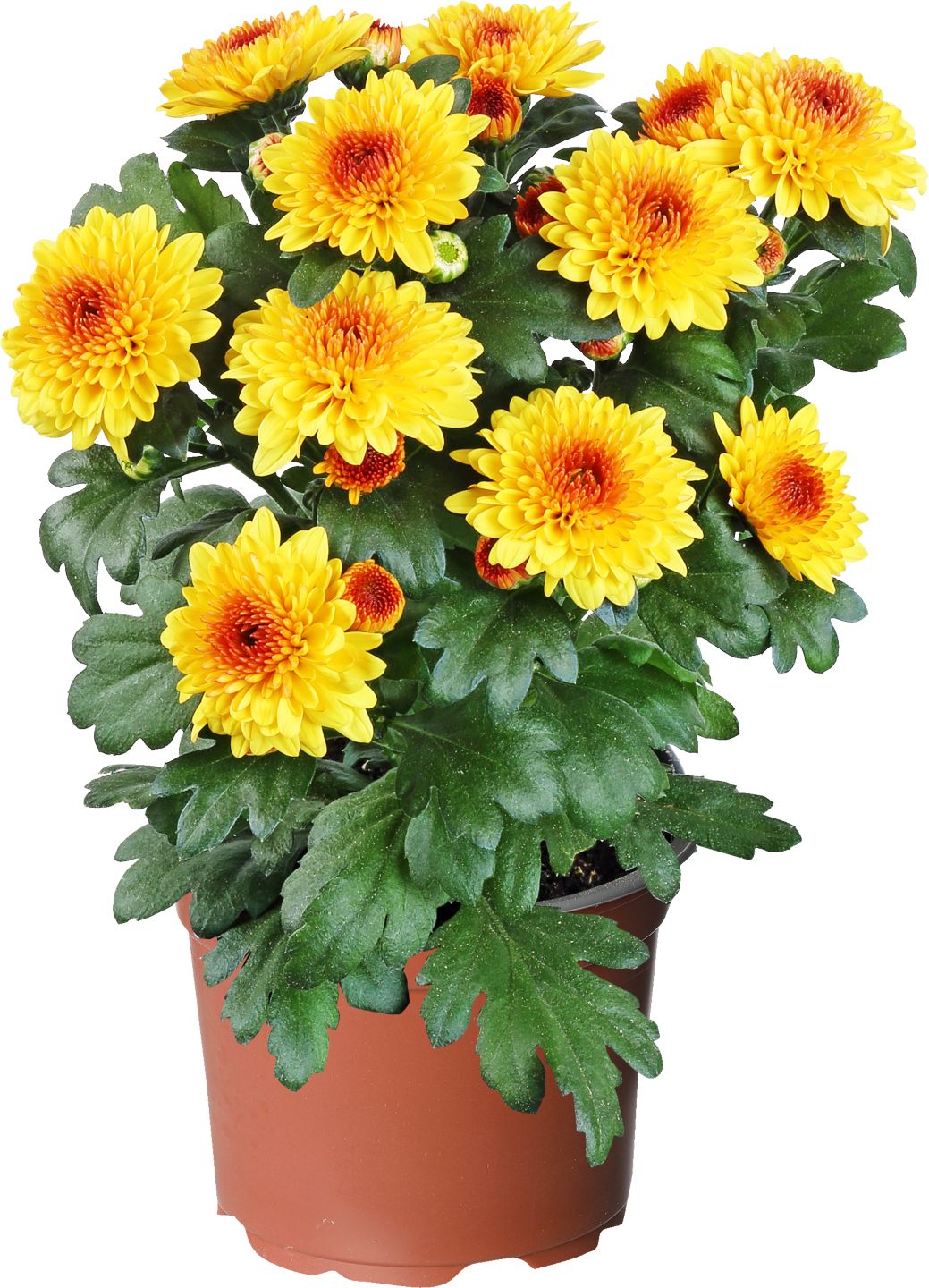 Chryzantéma (Chrysanthemum)