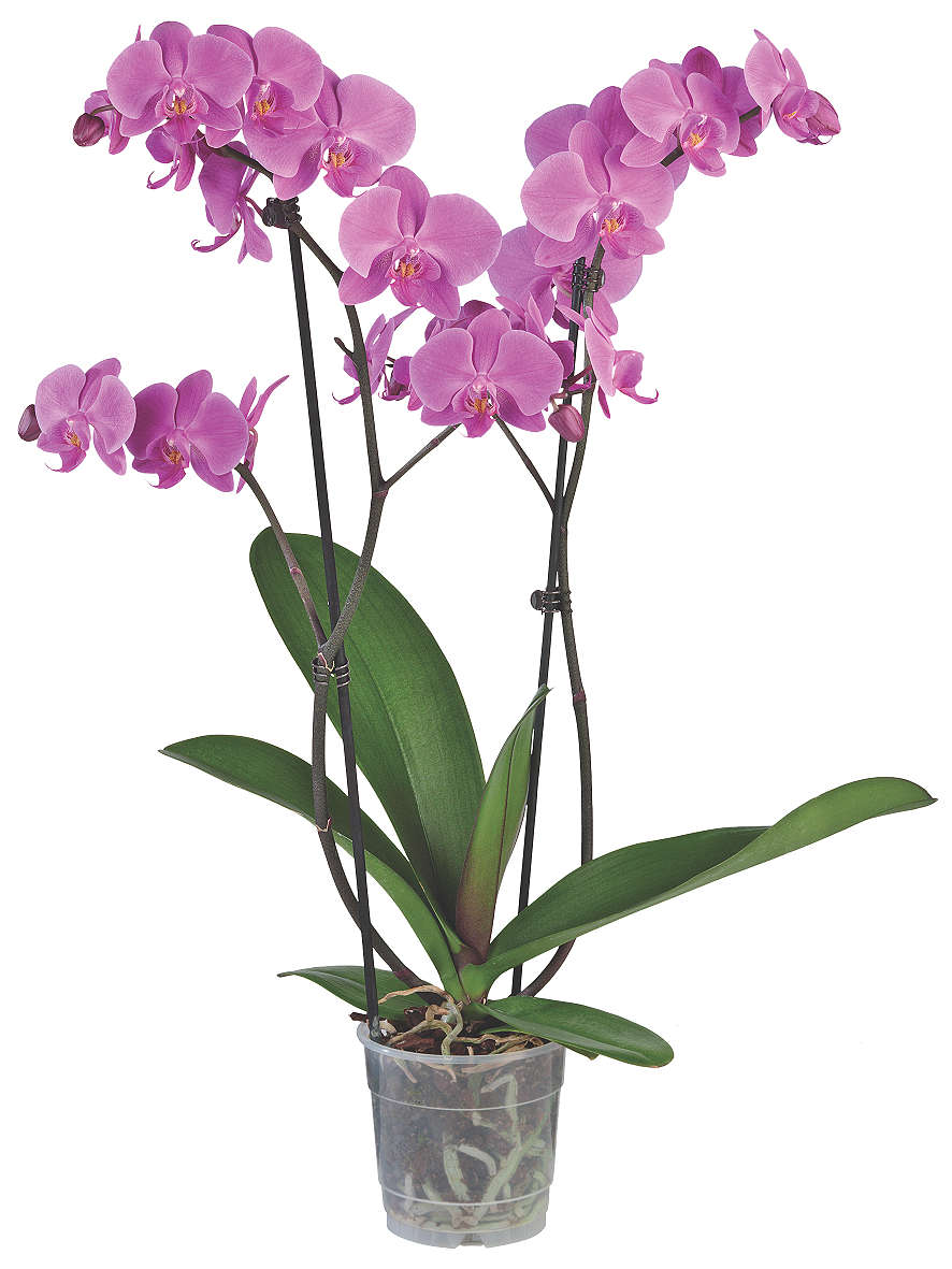 Изображение за продукта Орхидея Фаленопсис Ø12 см