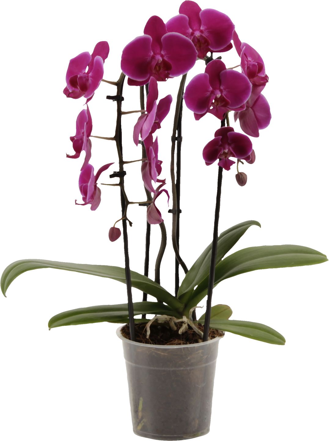 Orchidea "Cascade" Phalaenopsis
izbová rastlina