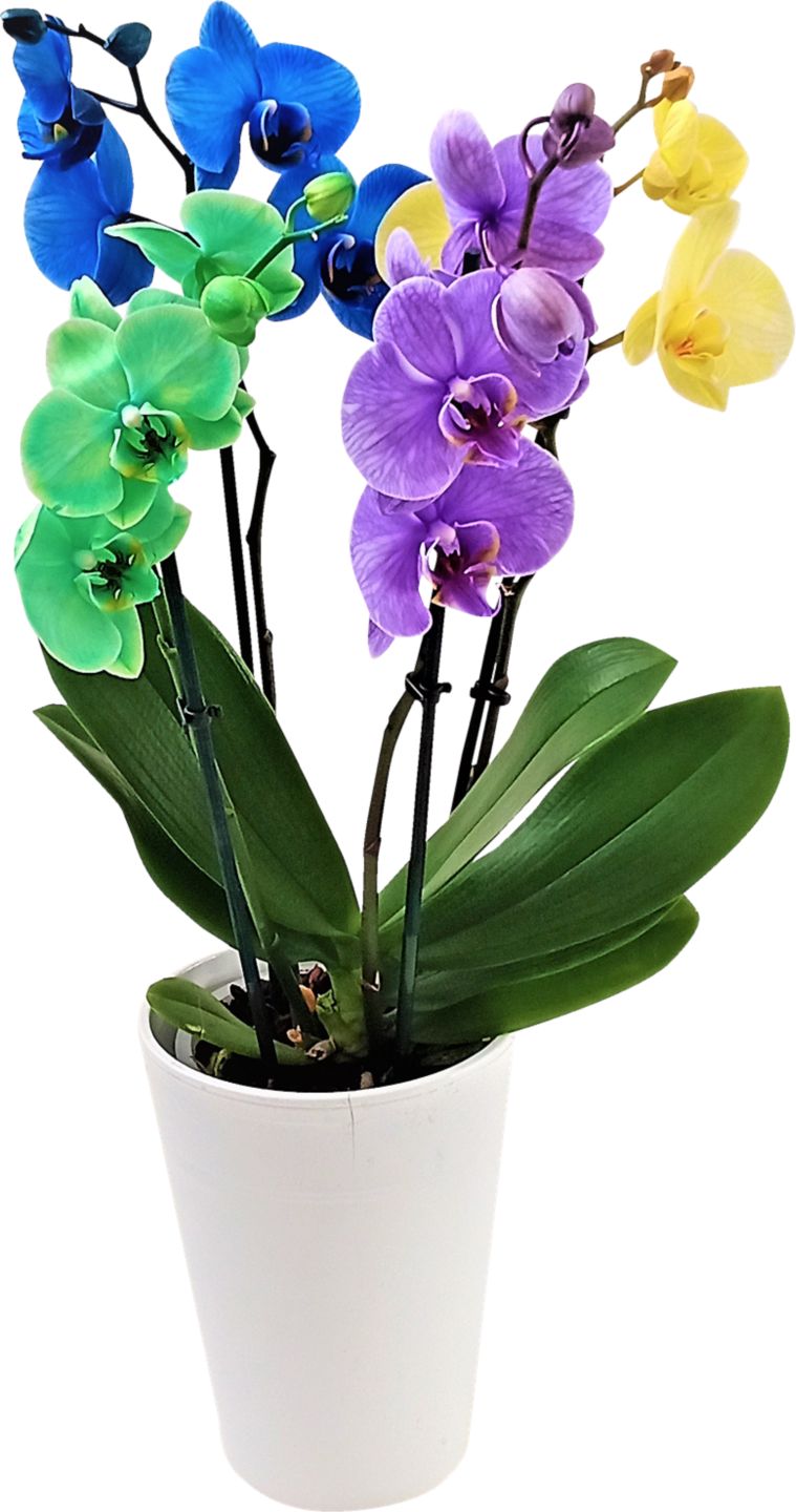 Orchidea "Premium" v darčekovom balení
izbová rastlina