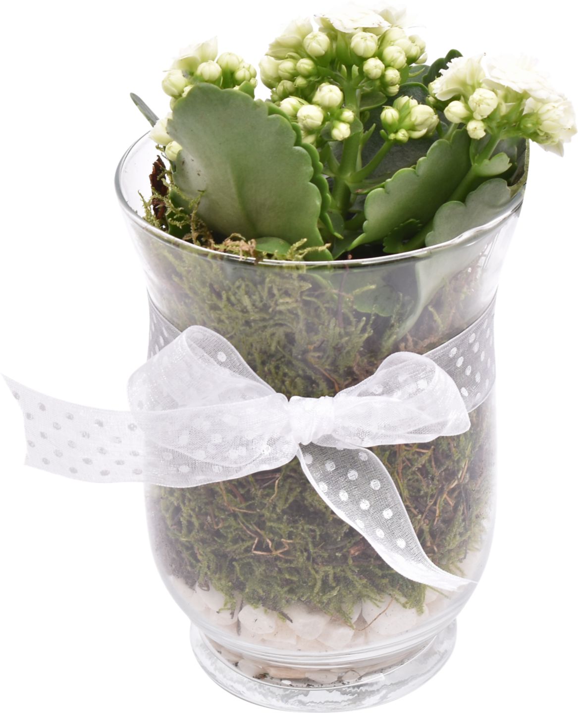 Kalanchoe v skle s mašlou Kalanchoe bossfeldiana Hyb.
priemer kvetináča: 13 cm