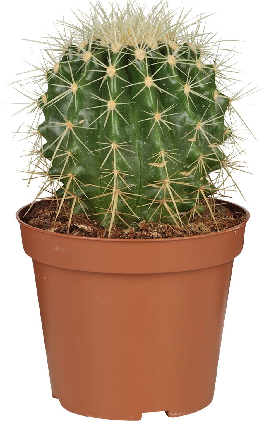 Kaktus grusonii 