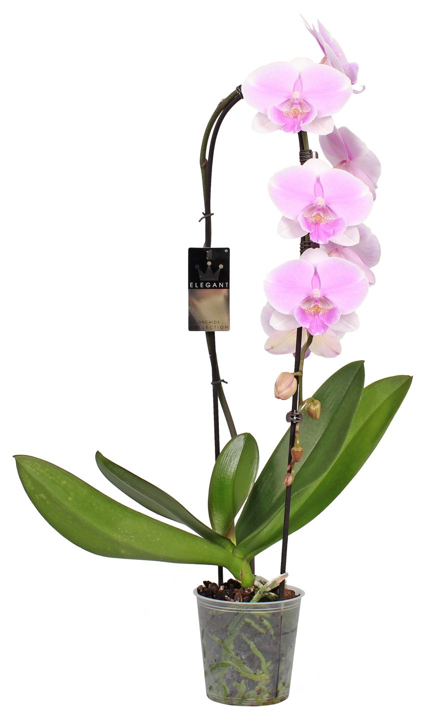Изображение на Каскадна орхидея фаленопсис Ø12 см