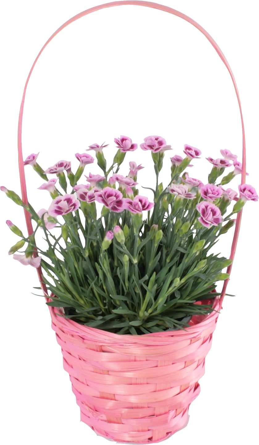 Klinček Pink Kisses v košíku (Dianthus Pink Kisses)