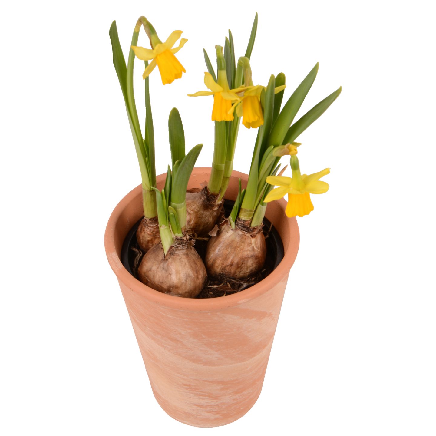 Изображение на Нарцис в глинена кашпа Ø10 см