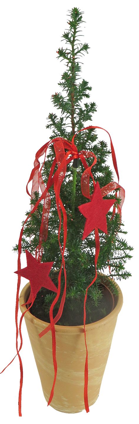 Konifery s vianočnou dekoráciou