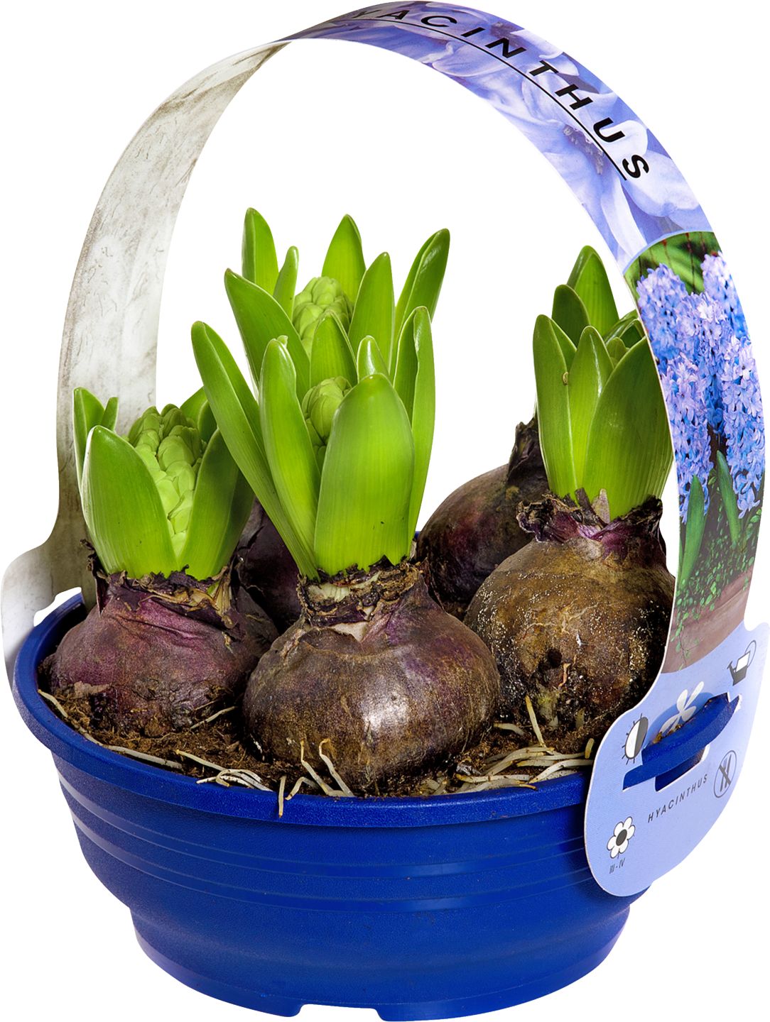 Hyacinty v miske (Hyacinthus Hybr.)