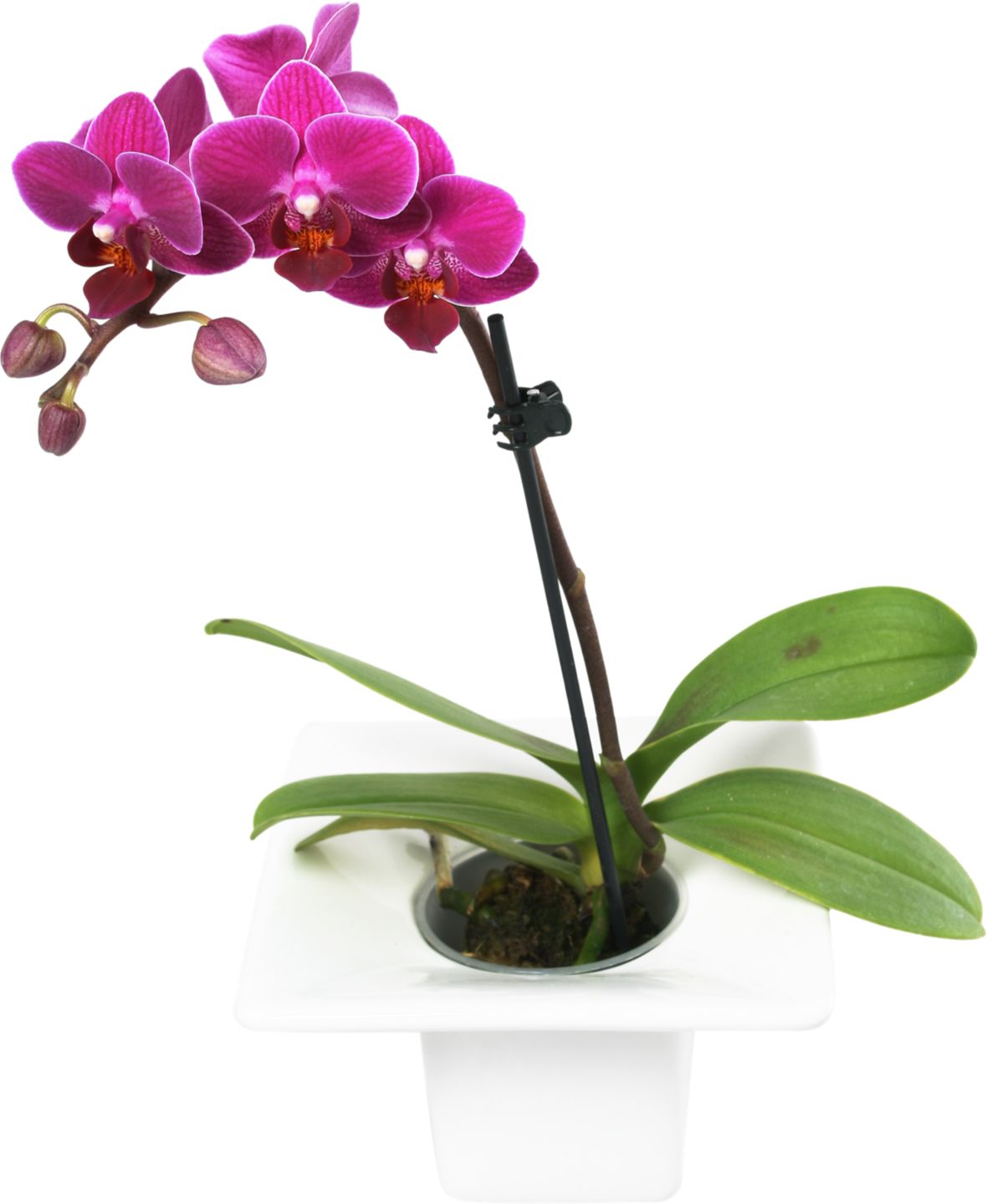 Mini orchidea v darčekovom balení
izbová rastlina