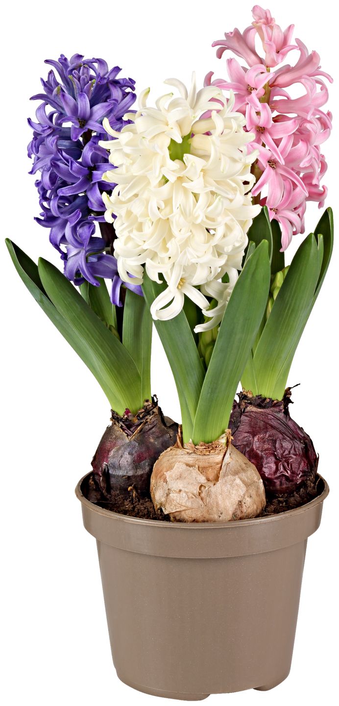 Hyacinty Trio (Hyacinthus Hybr.)