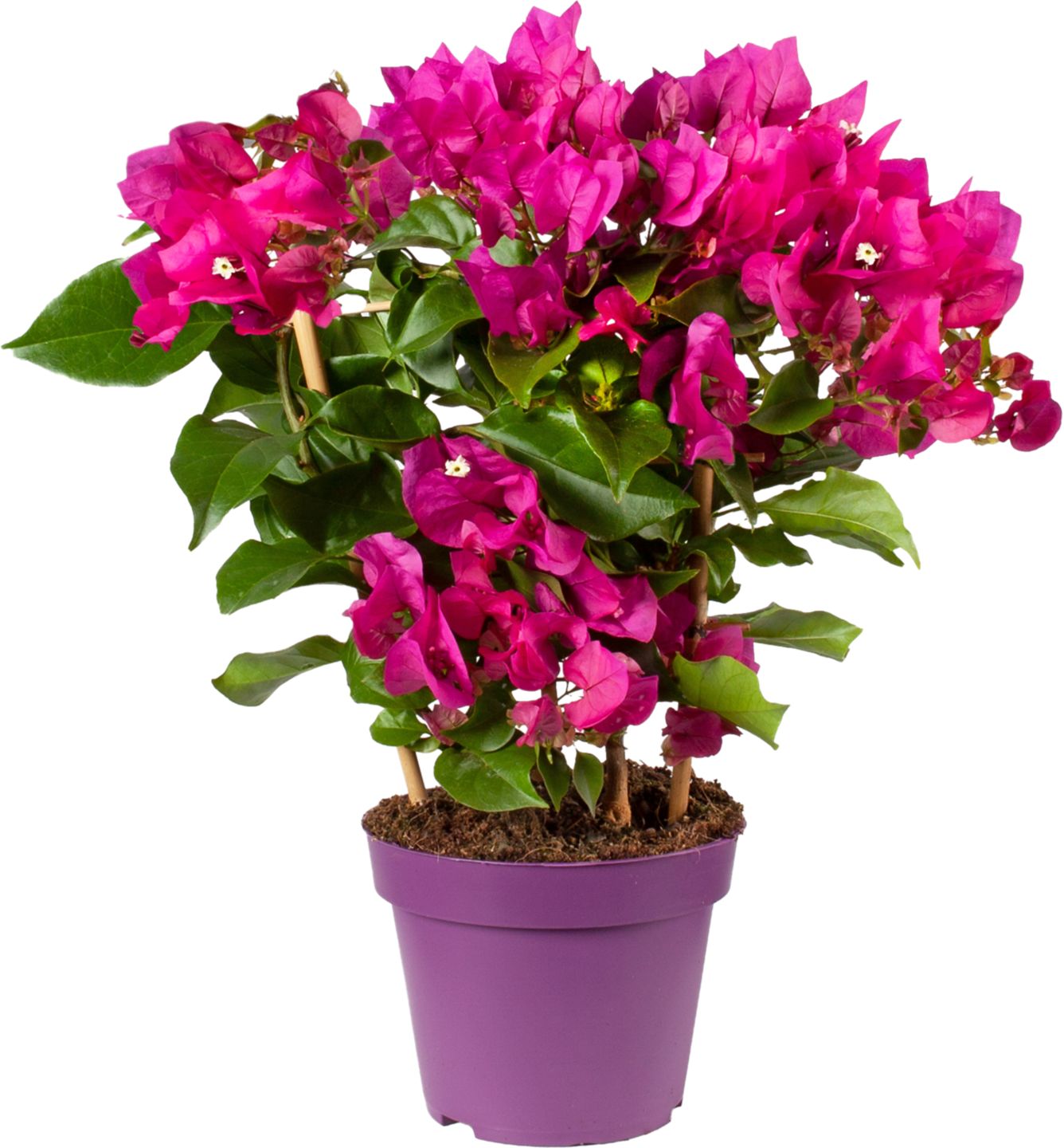 Bugénvilea (Bougainvillea Purple)