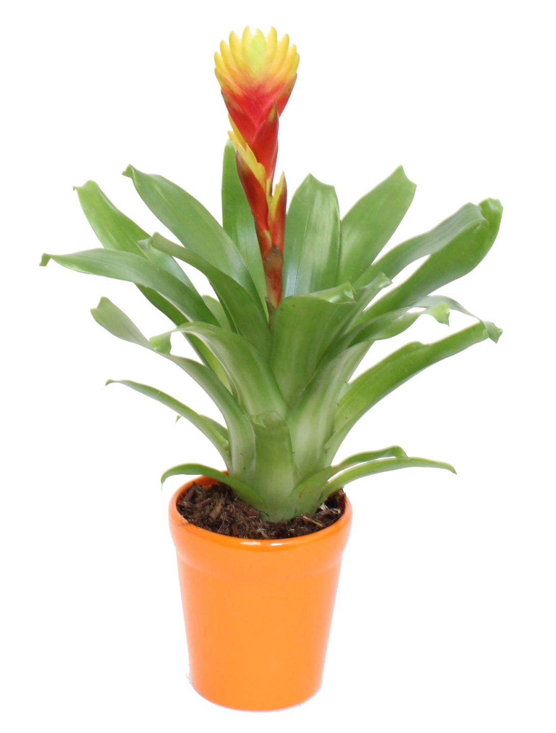 Изображение на Бромелия в керамика Ø9 см