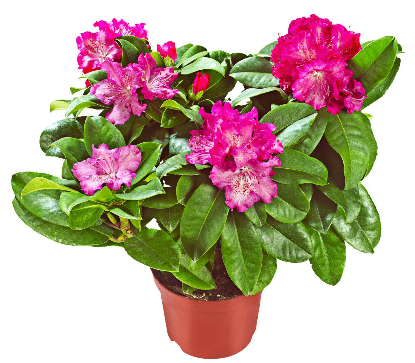 Изображение на Рододендрон Ø23 см