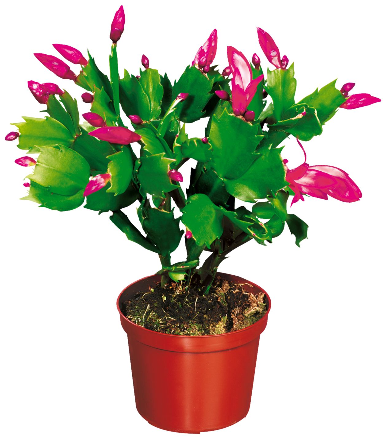 Изображение на Коледниче (Шлумбергера) 