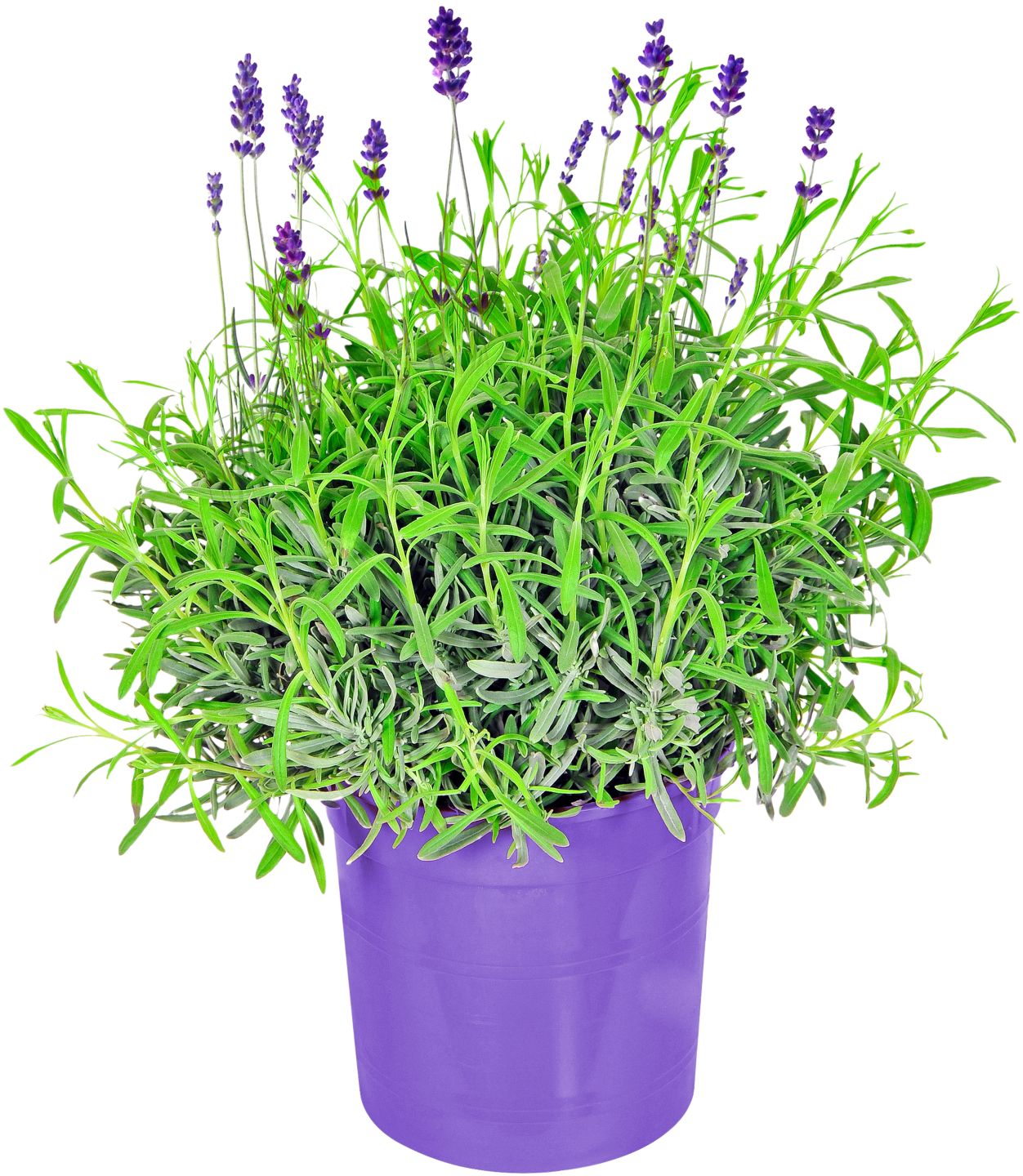 Lavanda 