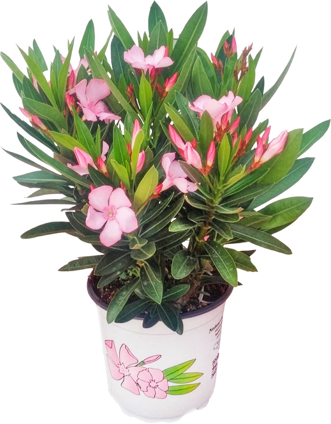 Oleander Oleander
vonkajšia rastlina