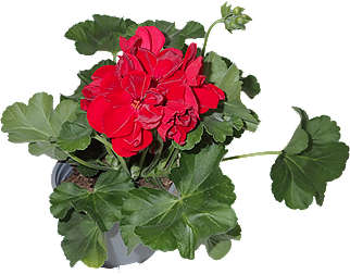 Pelargonia Caliope
