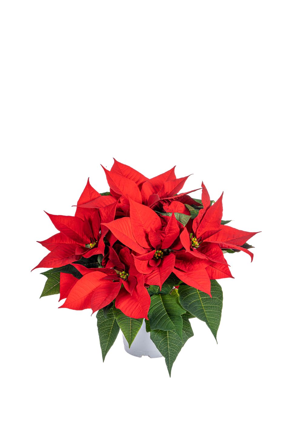 Изображение на Коледна звезда с блясък Ø13 см