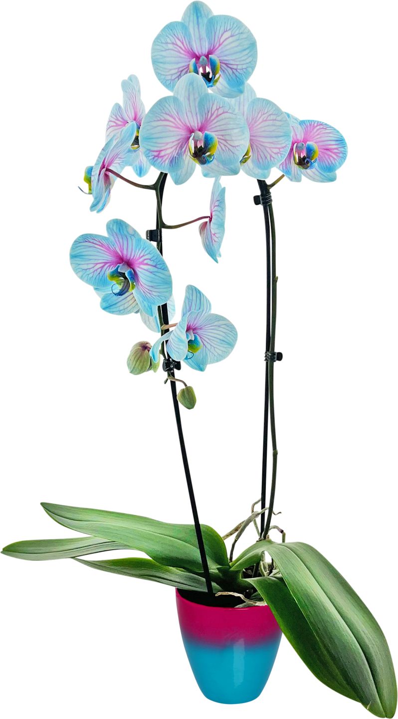 Orchidea v keramike "Cascade" WON