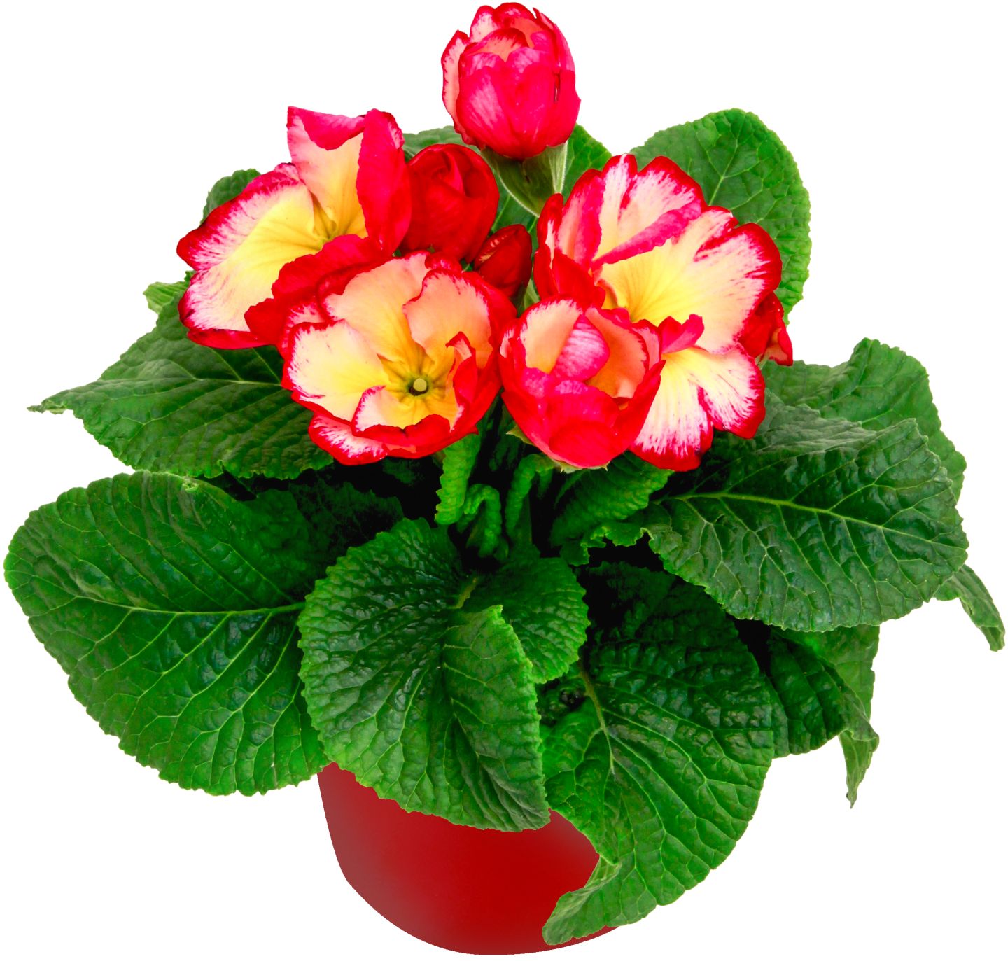 Prvosienka bezbyľová (Primula acaulis)
priemer kvetináča: 10,5 cm