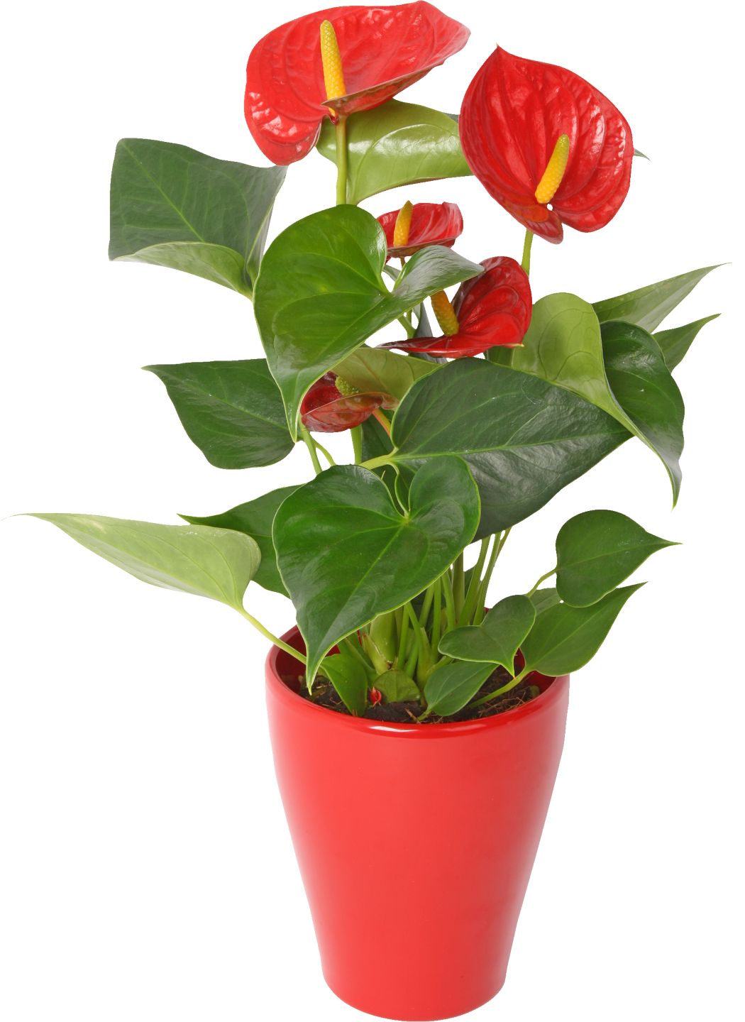 Antúria v keramike (Anthurium andreanum)
