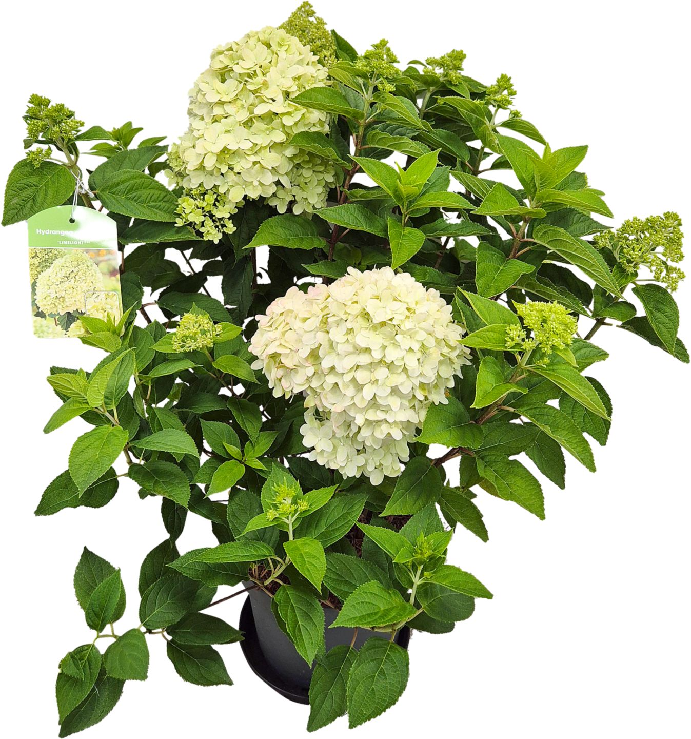 Hortenzia metlinatá izbová rastlina