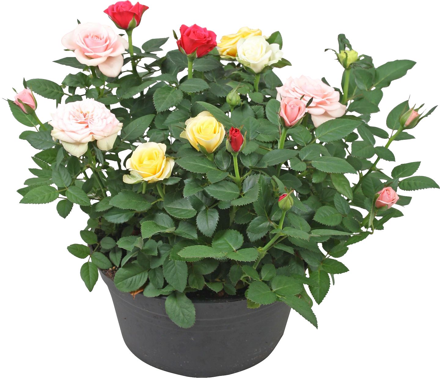 Ruža "Trio"  v miske (Rosa Hybr.)