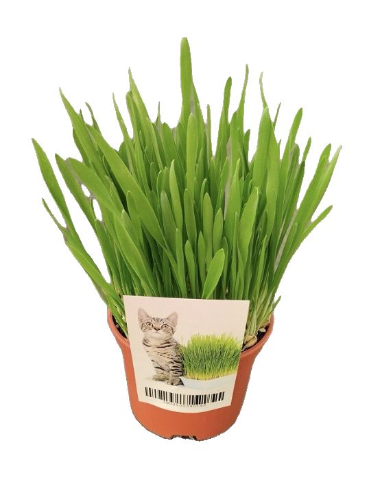 Изображение на Котешка трева Ø10,5 см