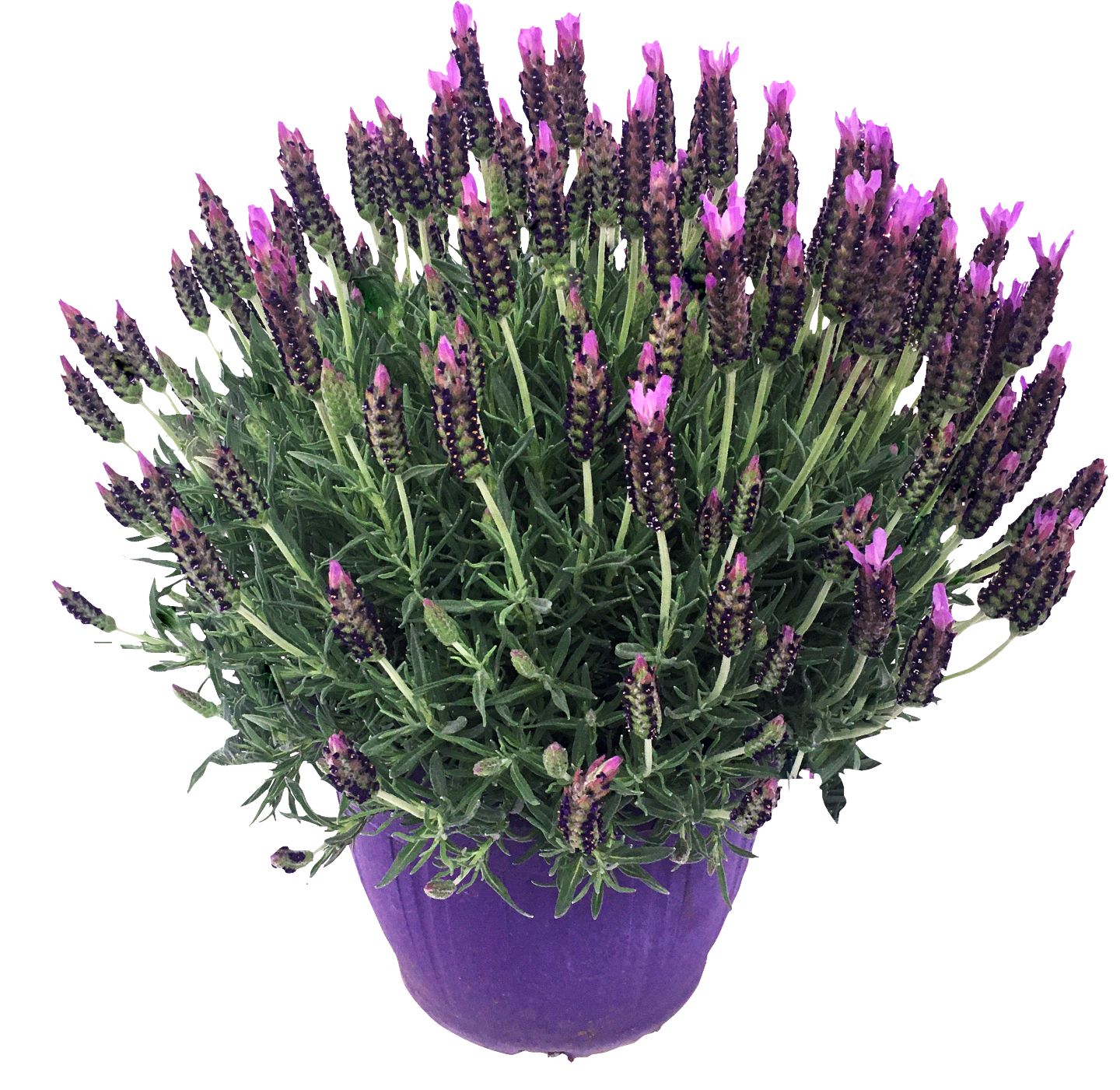 Levanduľa francúzska (Lavandula stoechas)