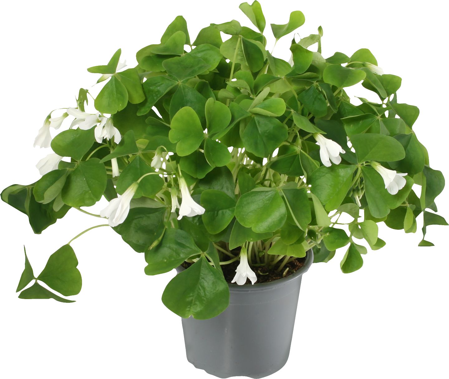 Kyslička (Oxalis)