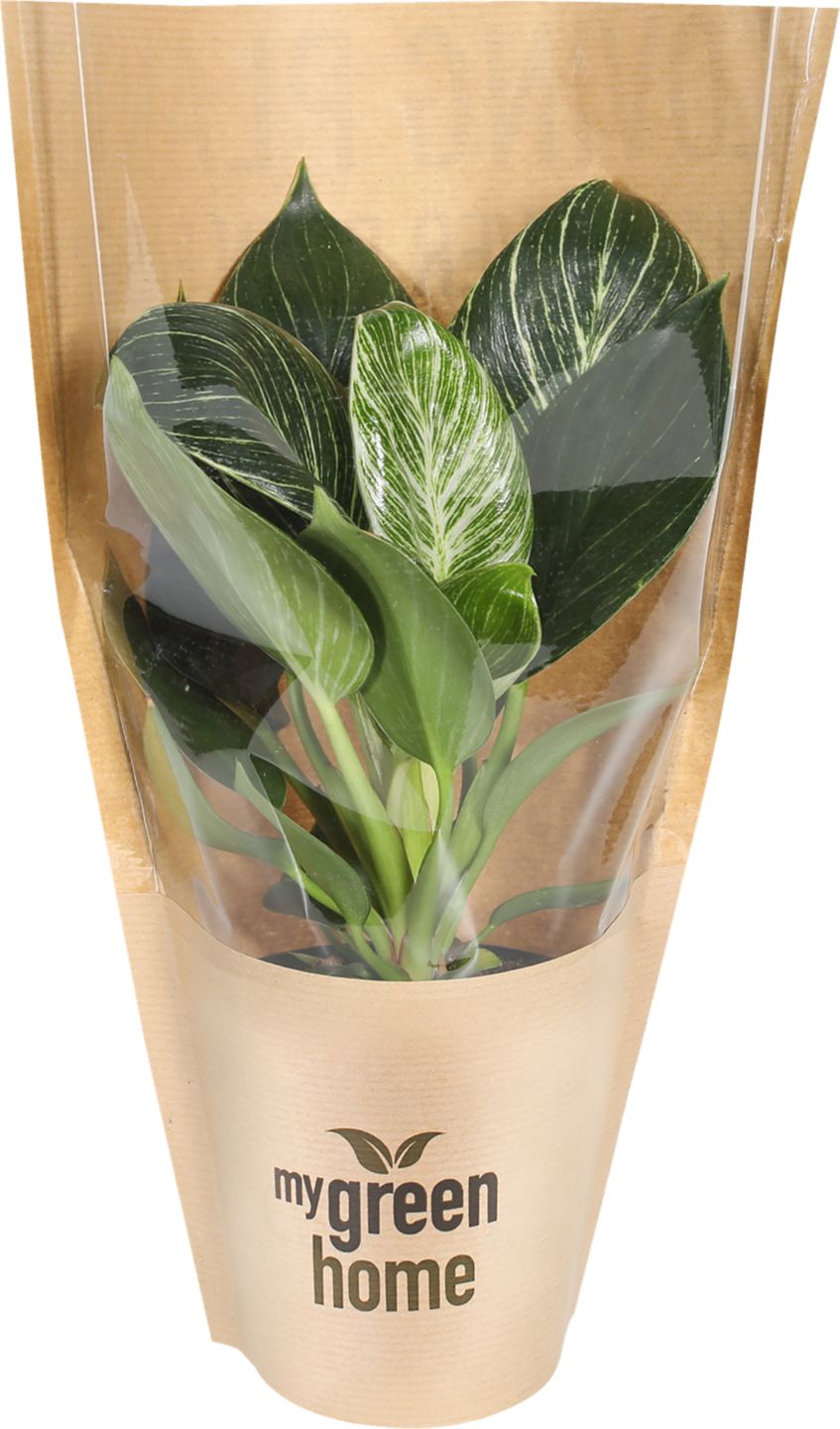 Filodendron v papierovom obale