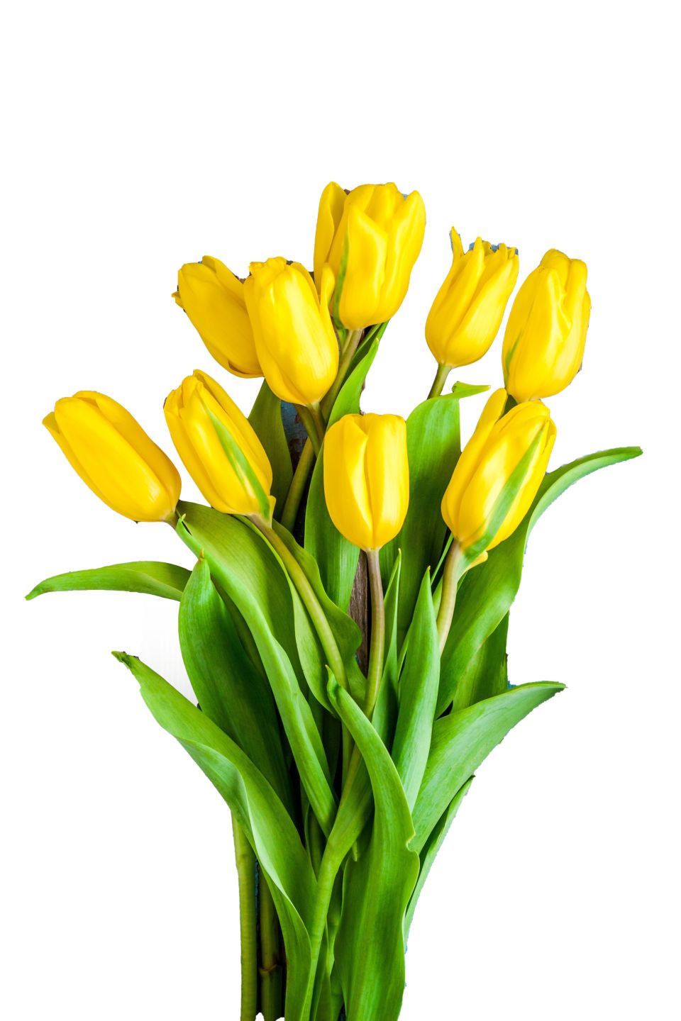 Tulipani XXL 