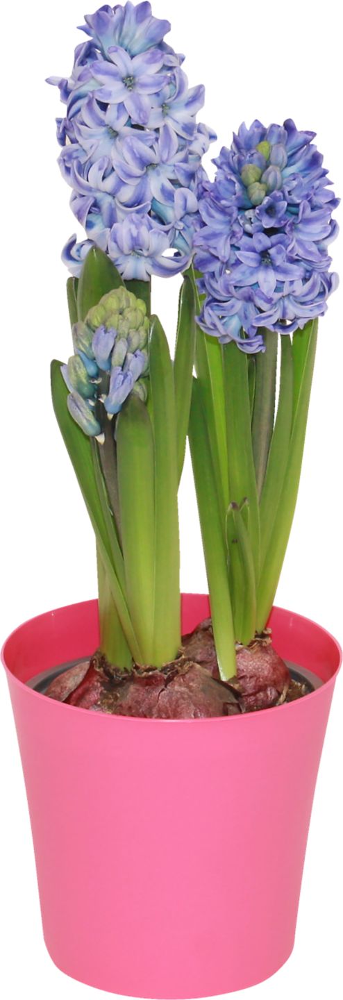 Hyacinty v dekoračnom kvetináči