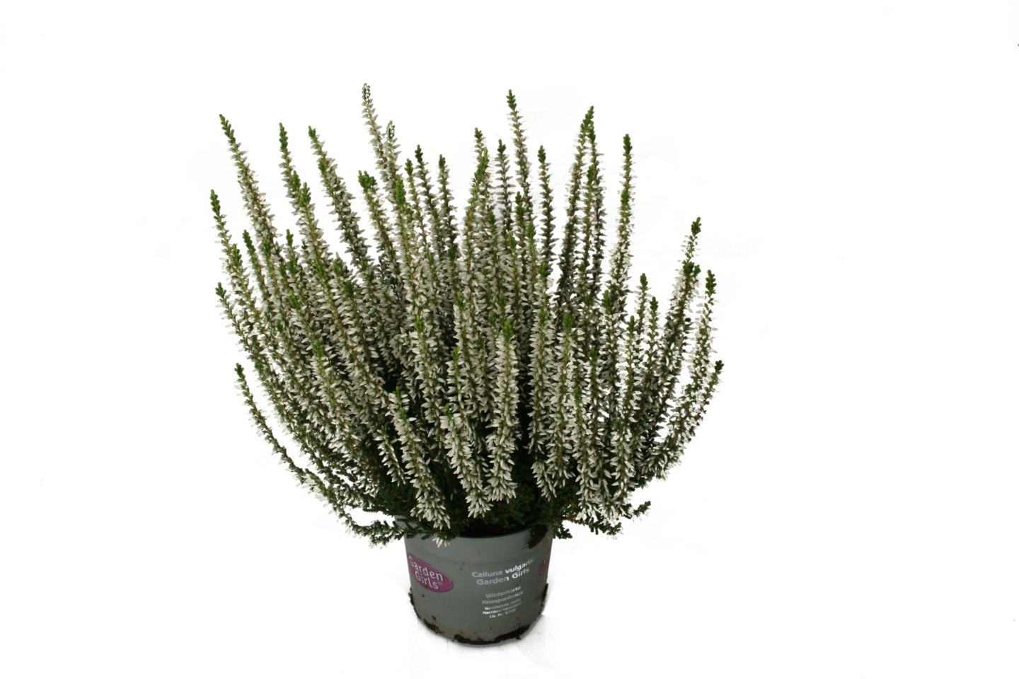 Vrijesak MPC 10.9.2026=2,49€
