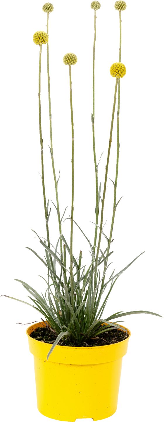 Kraspédia (Craspedia)
