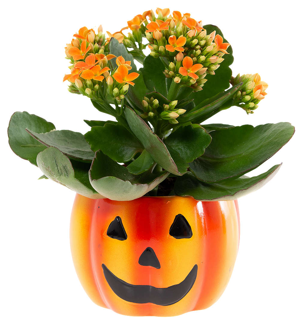 Zdjęcie oferty Kalanchoe Halloween 