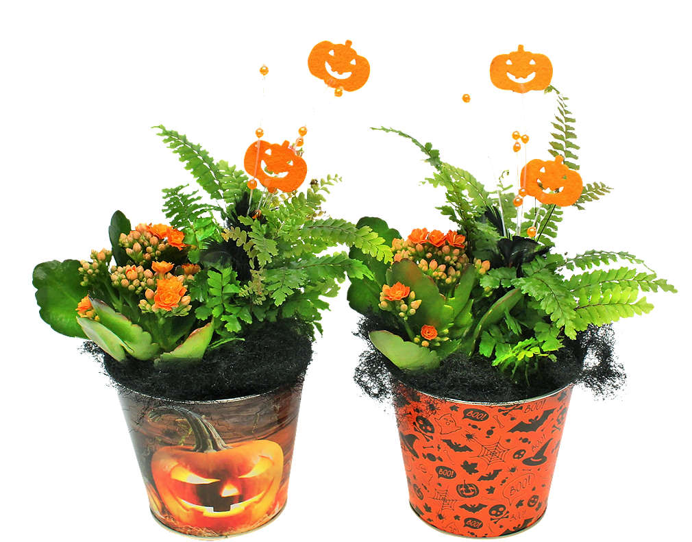 Zdjęcie oferty Rośliny mix Halloween śr. 12 cm