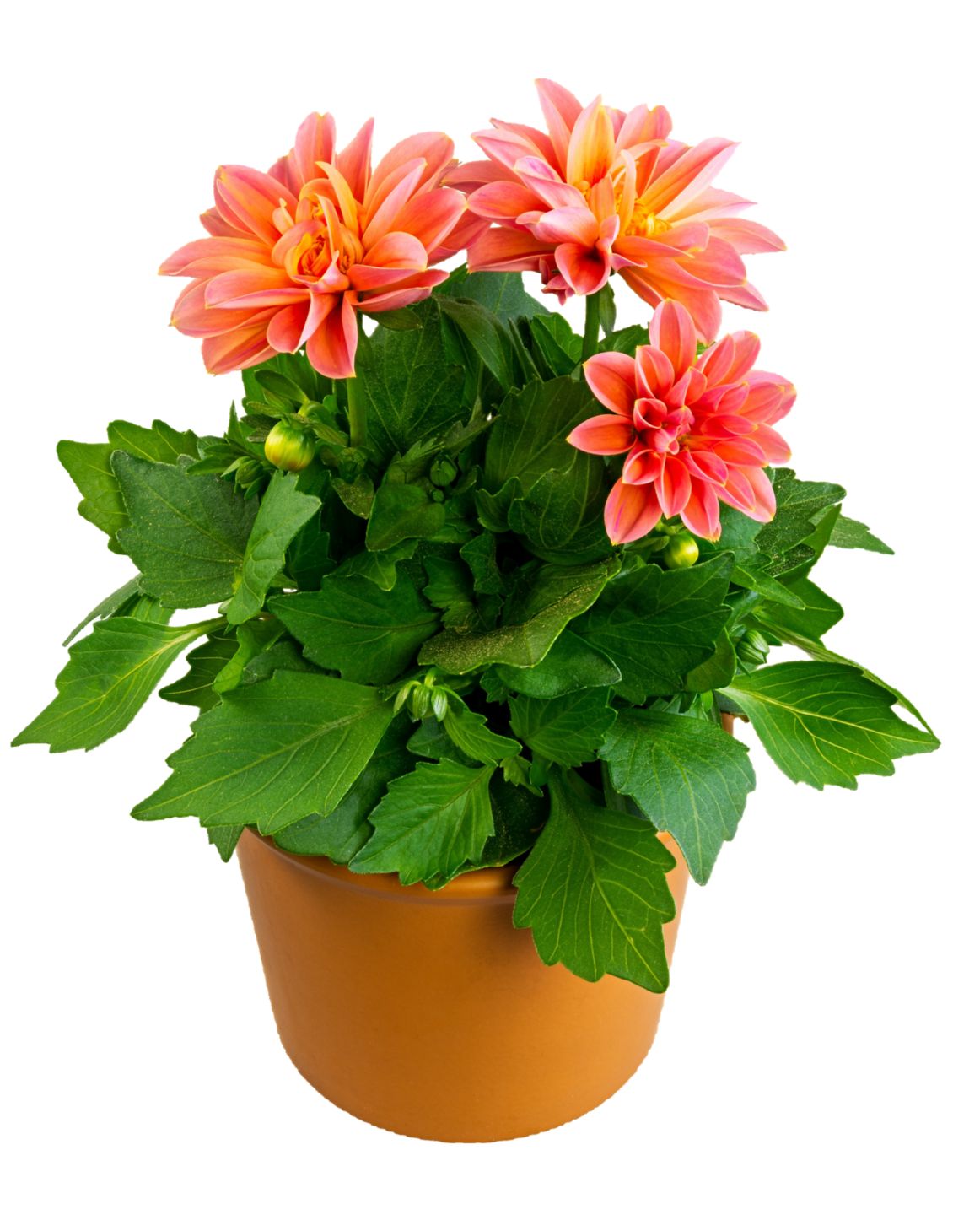 Dahlia midi 