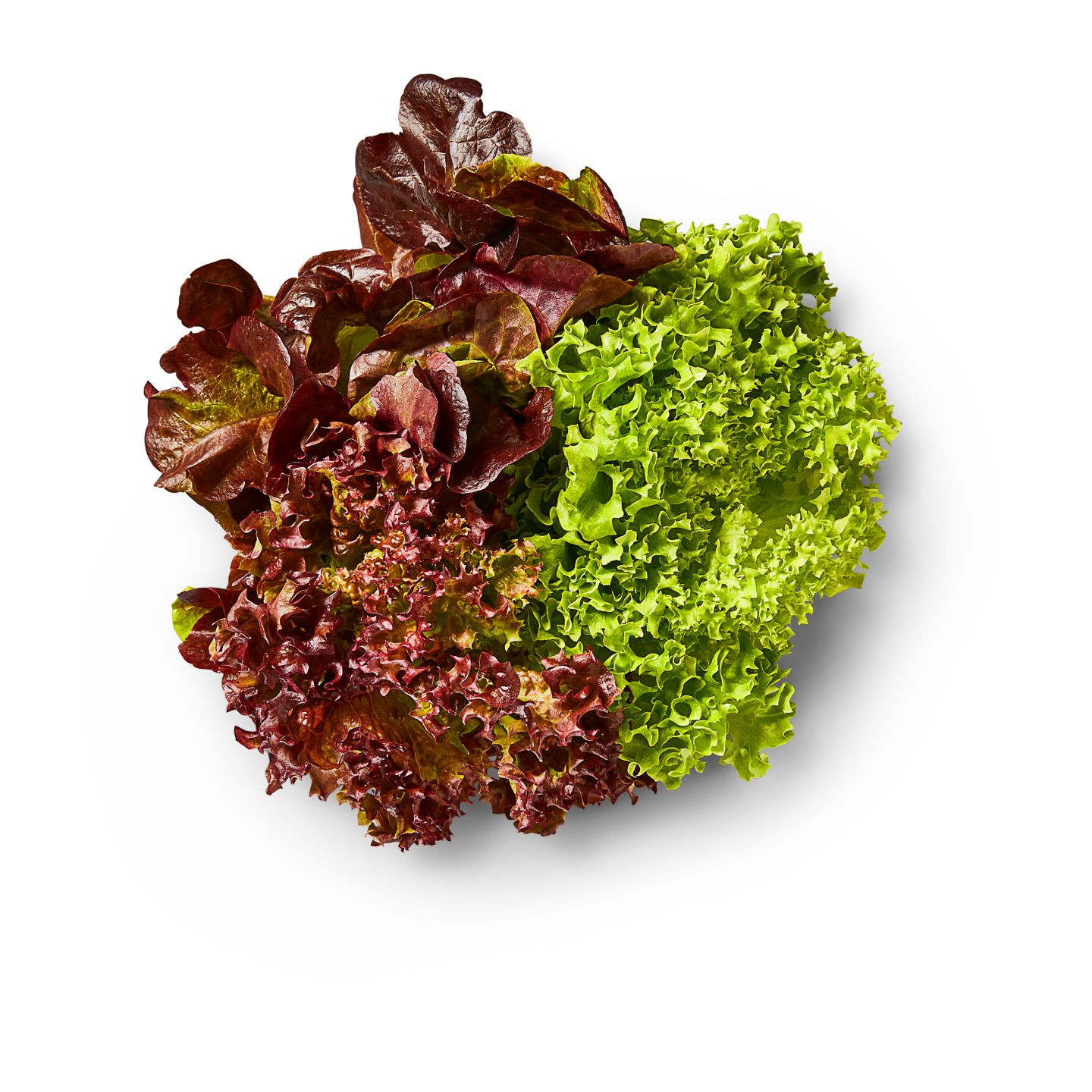 Dtsch. Kopfsalat oder Multicolor-Salat