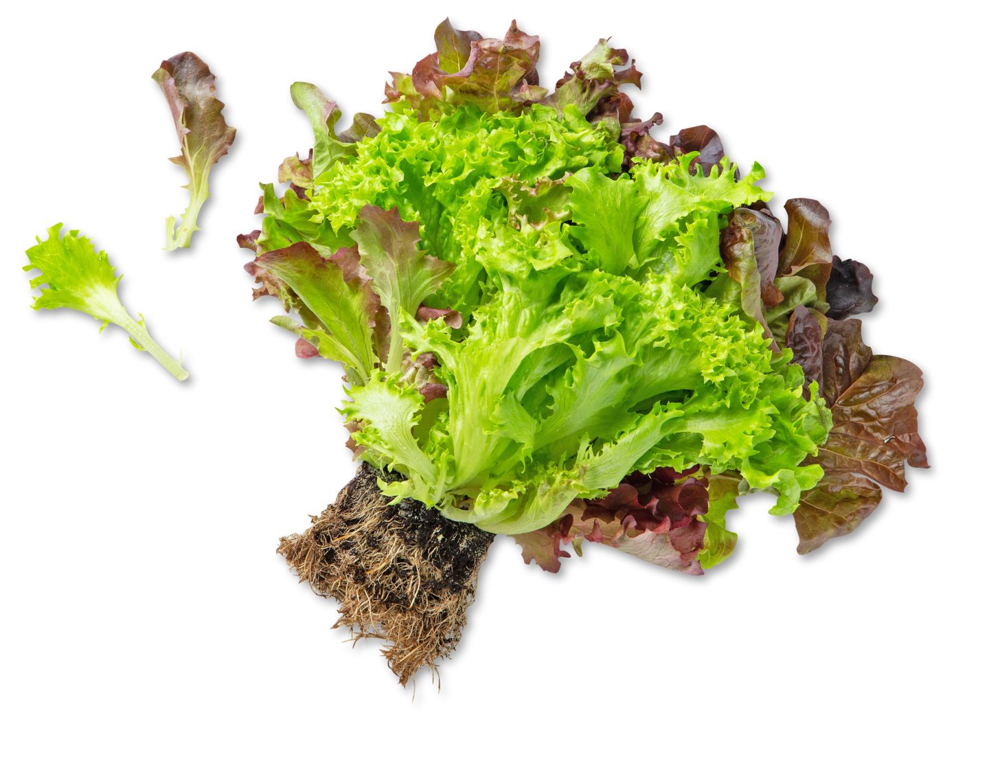 Dtsch./belg. Kopfsalat