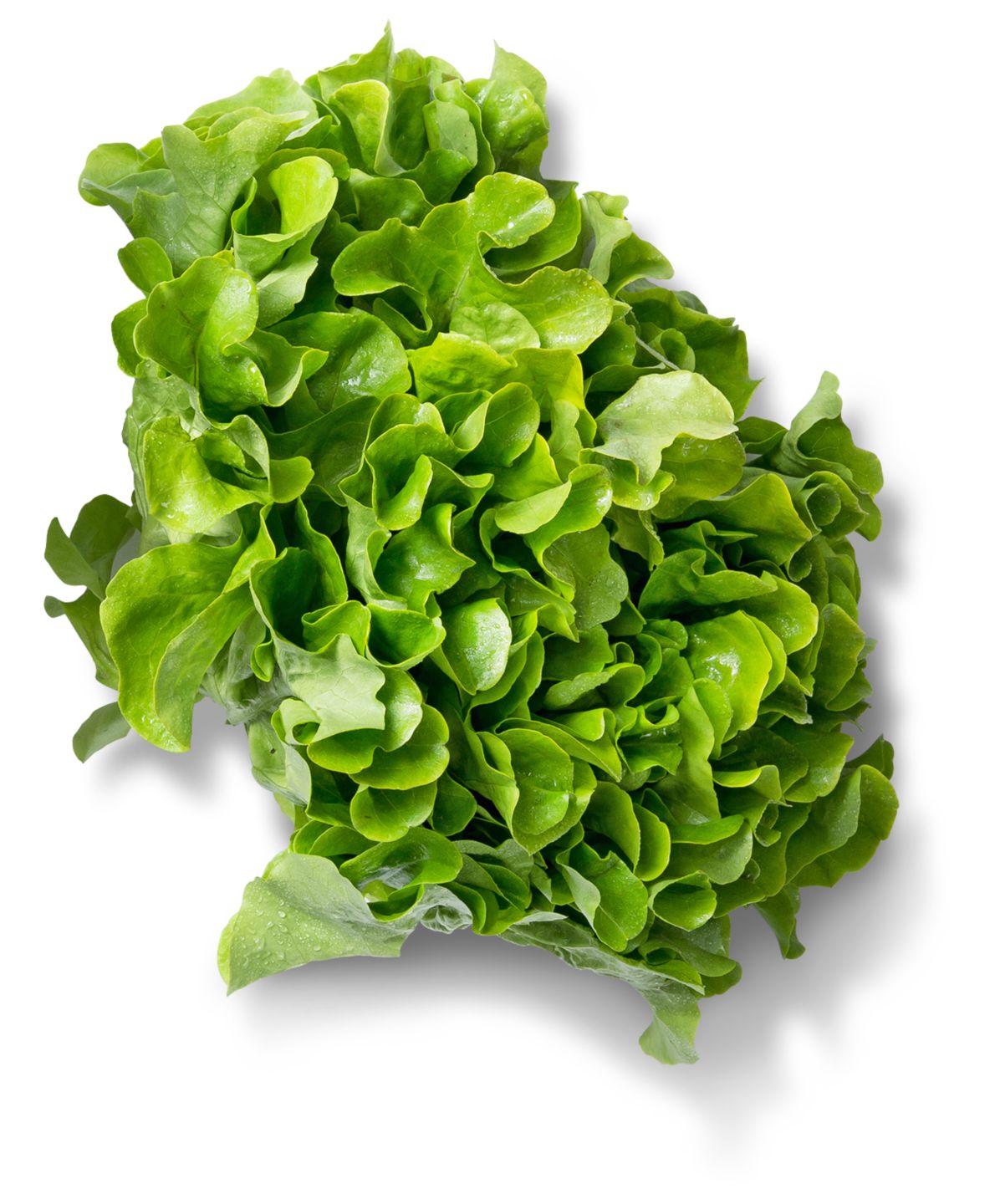 Dtsch. Eichblattsalat, lose