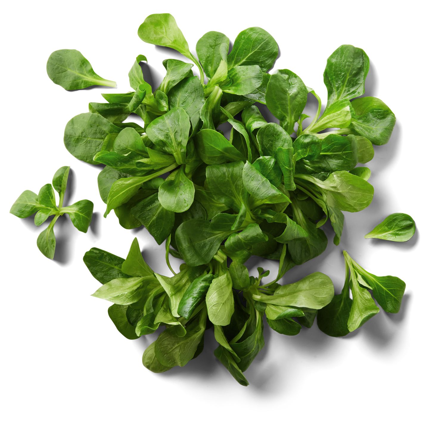 Feldsalat von Ayse Pinar aus Heilbronn