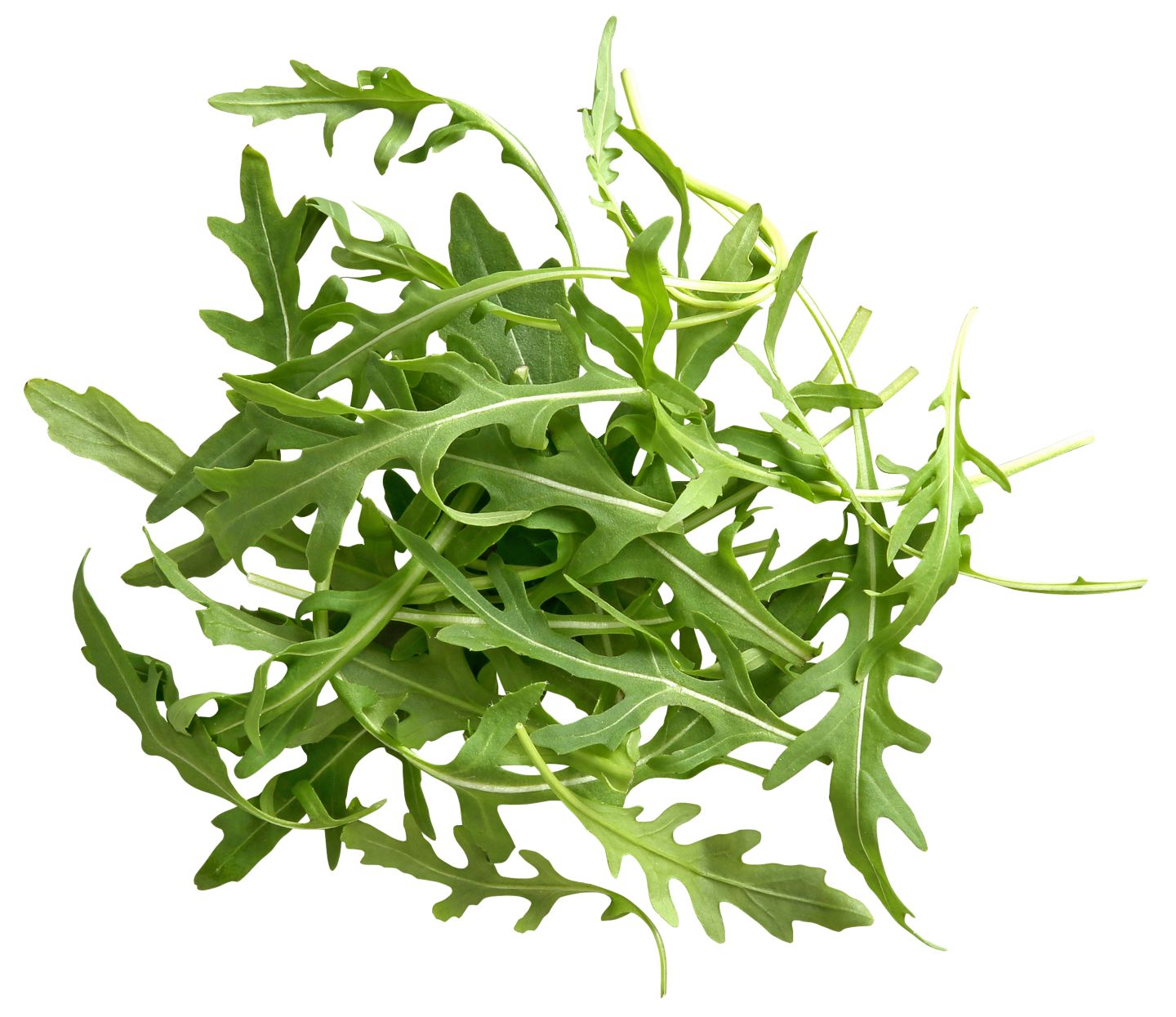 Dtsch. Rucola oder Pflücksalat  