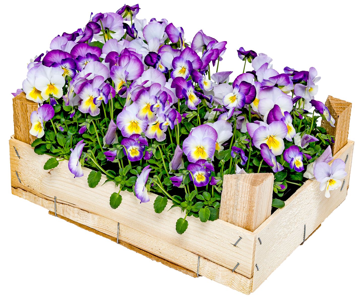 Stiefmütterchen oder Hornveilchen in Holzkiste