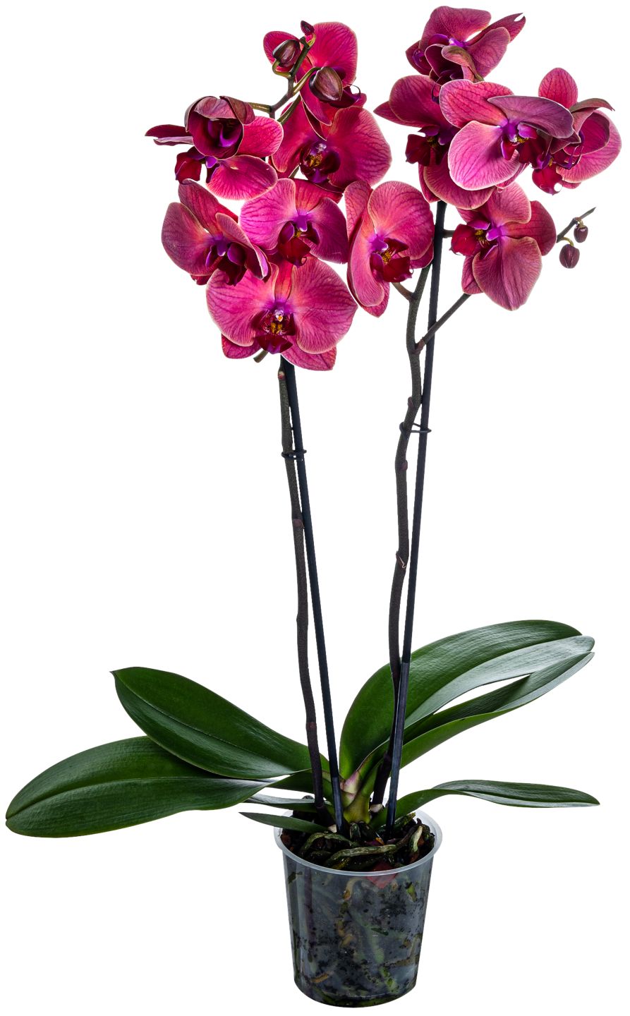 Orchidee