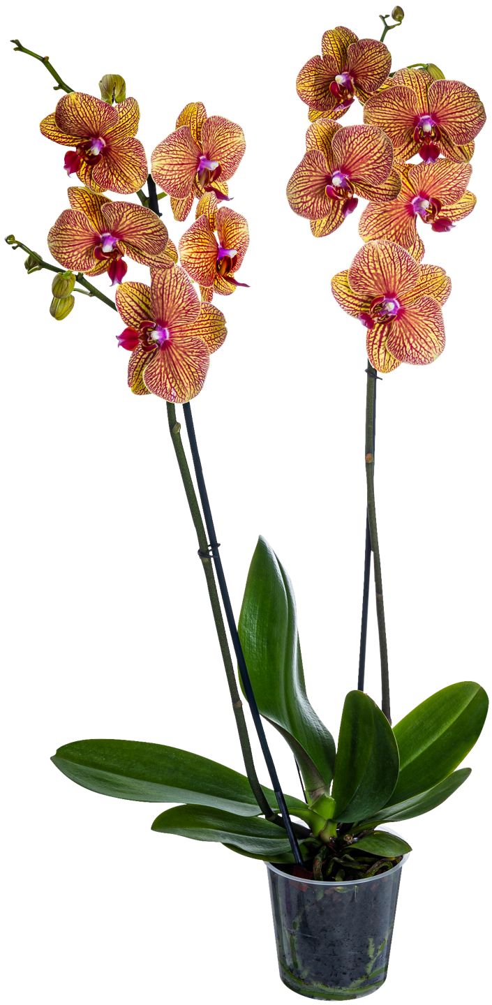 Orchidee