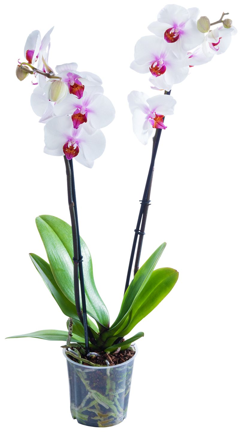 Orchidee