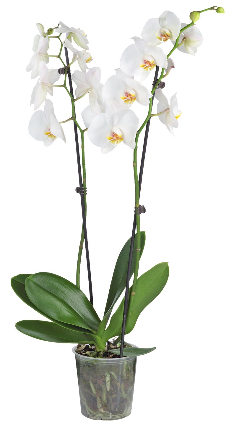 Orchidee