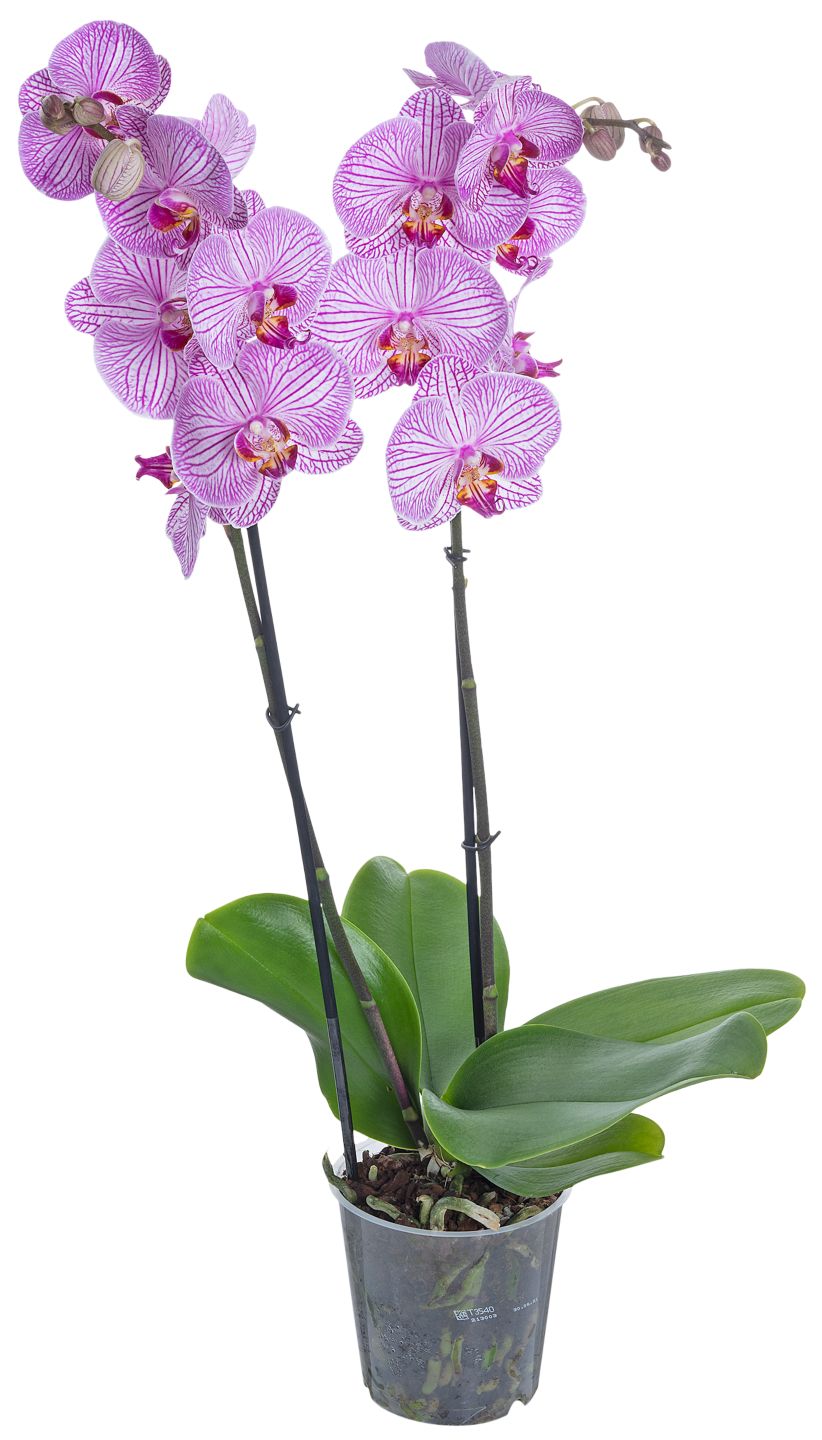 Orchidee  