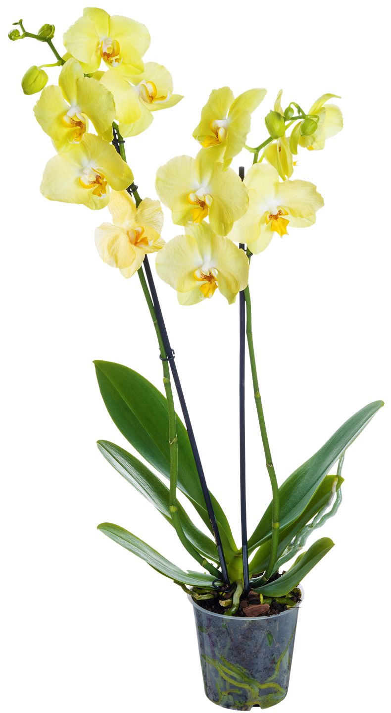 Orchidee